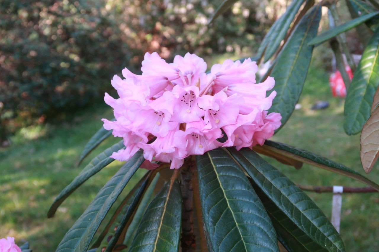 R. montroseanum
